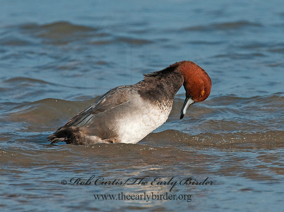 Aythya americana  REDHEAD 3005459