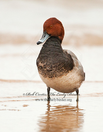 Aythya americana  REDHEAD 3005522
