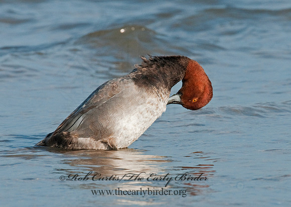 Aythya americana  REDHEAD 3005457