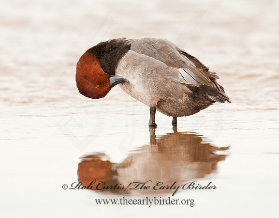Aythya americana  REDHEAD 3005527