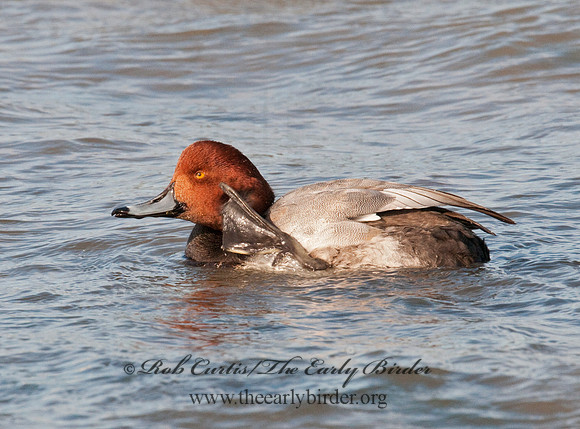 Aythya americana  REDHEAD 3006142