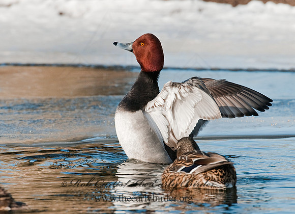 Aythya americana  REDHEAD 3012205