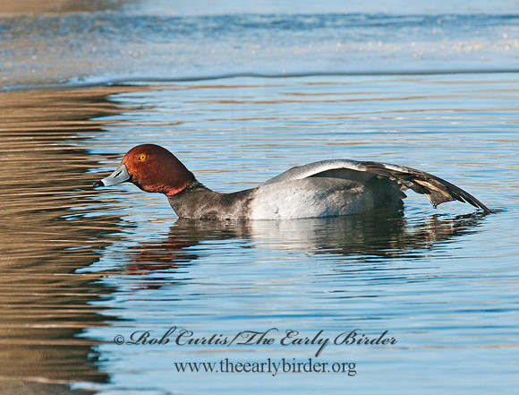 Aythya americana  REDHEAD 3012192