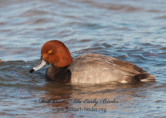 Aythya americana  REDHEAD 3006155
