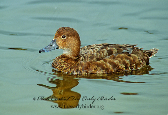 Aythya americana  REDHEAD 106011