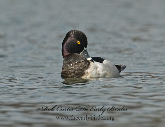 Aythya collaris  RING-NECKED DUCK 6001289