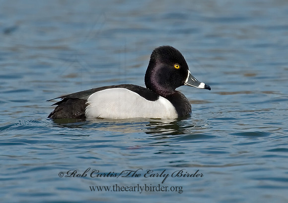 Aythya collaris  RING-NECKED DUCK 6001304 IF