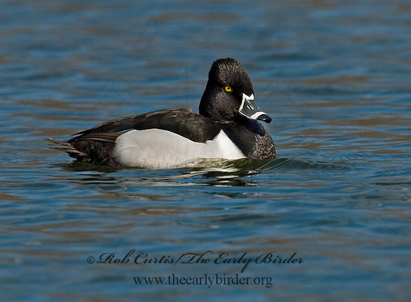Aythya collaris  RING-NECKED DUCK 6001313 IF