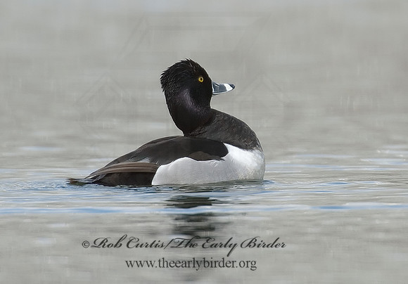 Aythya collaris  RING-NECKED DUCK 6001280