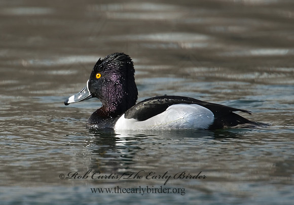 Aythya collaris  RING-NECKED DUCK 7001046
