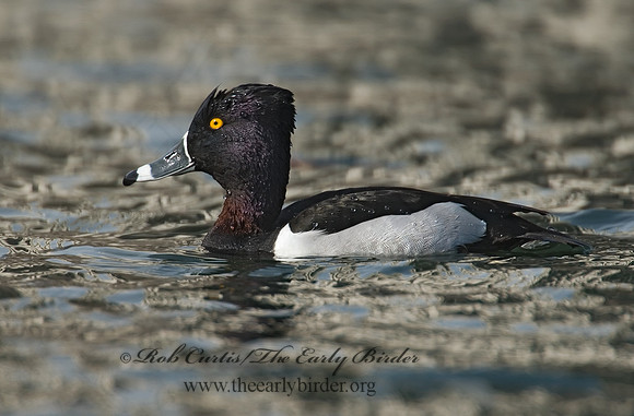 Aythya collaris  RING-NECKED DUCK 7001059