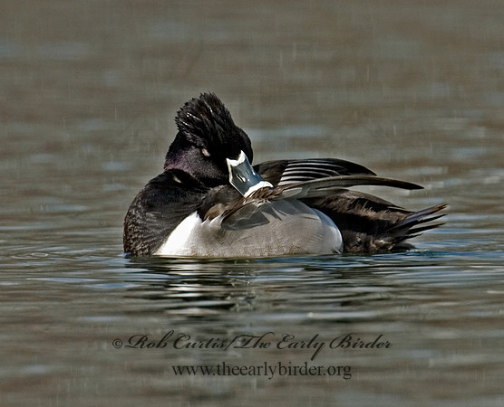 Aythya collaris  RING-NECKED DUCK 6001278 V