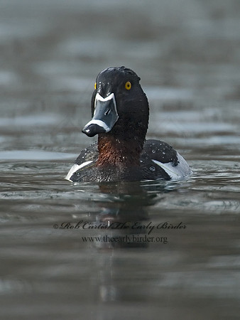Aythya collaris  RING-NECKED DUCK 7001076