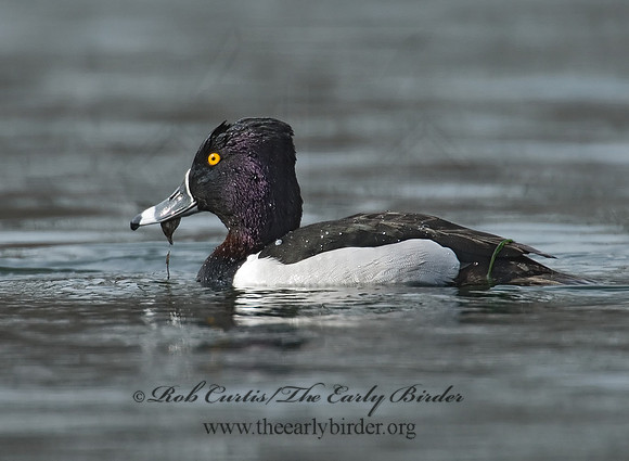 Aythya collaris  RING-NECKED DUCK 7001070