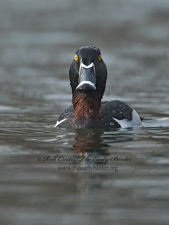 Aythya collaris  RING-NECKED DUCK 7001077