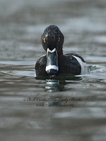 Aythya collaris  RING-NECKED DUCK 7001078