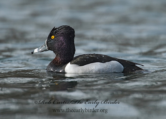Aythya collaris  RING-NECKED DUCK 7001083