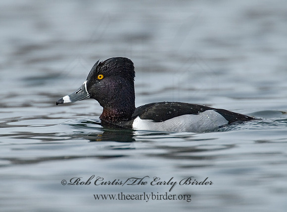 Aythya collaris  RING-NECKED DUCK 7001090
