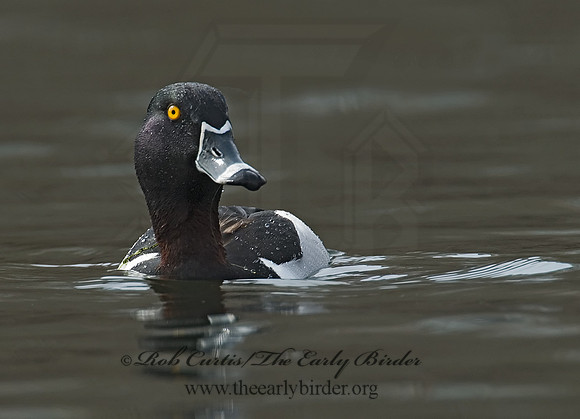 Aythya collaris  RING-NECKED DUCK 7001108