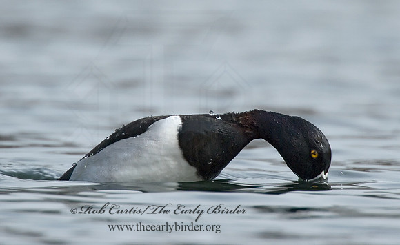 Aythya collaris  RING-NECKED DUCK 7001092