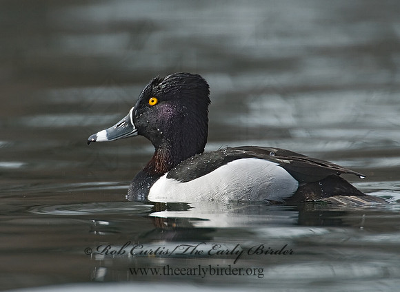 Aythya collaris  RING-NECKED DUCK 7001115
