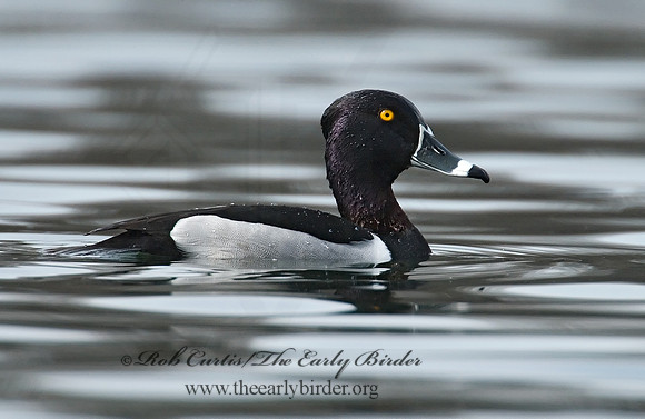 Aythya collaris  RING-NECKED DUCK 7001118