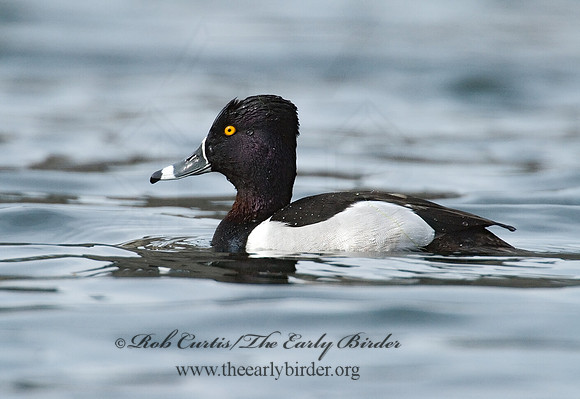 Aythya collaris  RING-NECKED DUCK 7001122