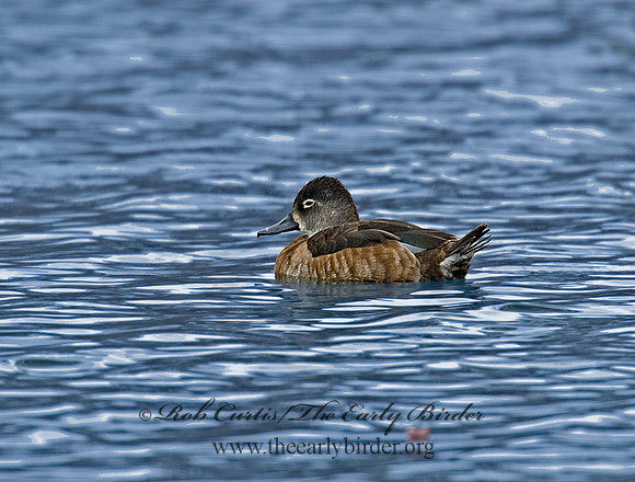 Aythya collaris  RING-NECKED DUCK 6001539