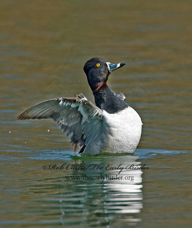Aythya collaris  RING-NECKED DUCK 6001231 V