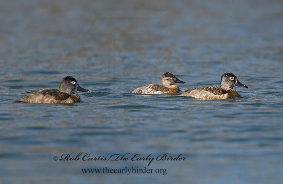 Aythya collaris  RING-NECKED DUCK 6002009