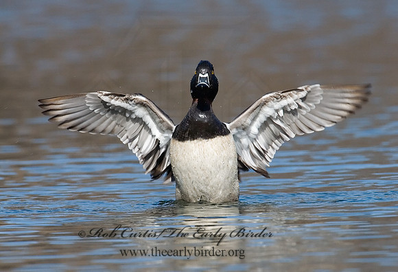 Aythya collaris  RING-NECKED DUCK 6001348