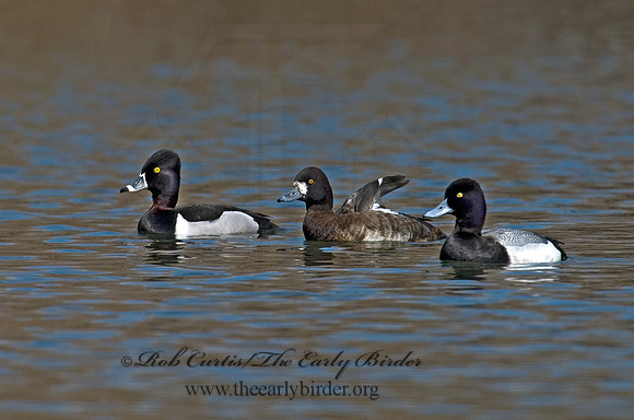 Aythya collaris  RING-NECKED DUCK 6001244