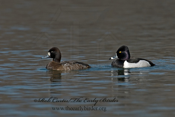 Aythya collaris  RING-NECKED DUCK 6001247