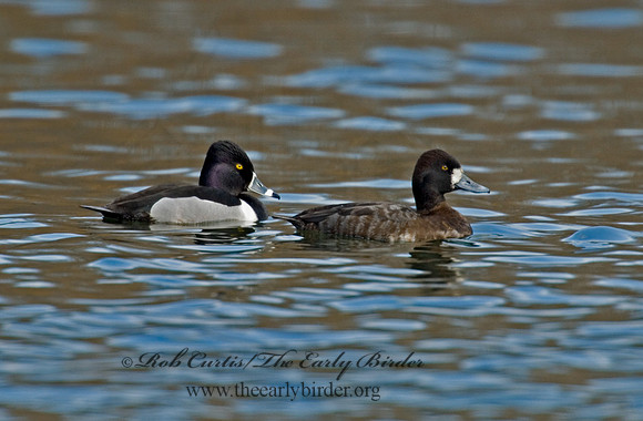 Aythya collaris  RING-NECKED DUCK 6001261