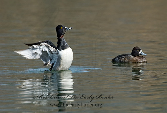 Aythya collaris  RING-NECKED DUCK 6001233