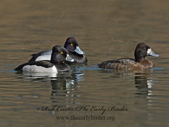Aythya collaris  RING-NECKED DUCK 6001270