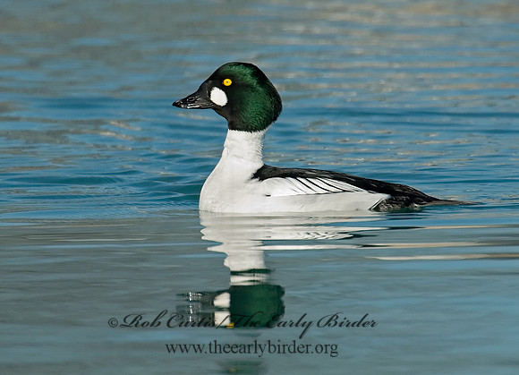 Bucephala clangula - COMMON GOLDENEYE 6019186