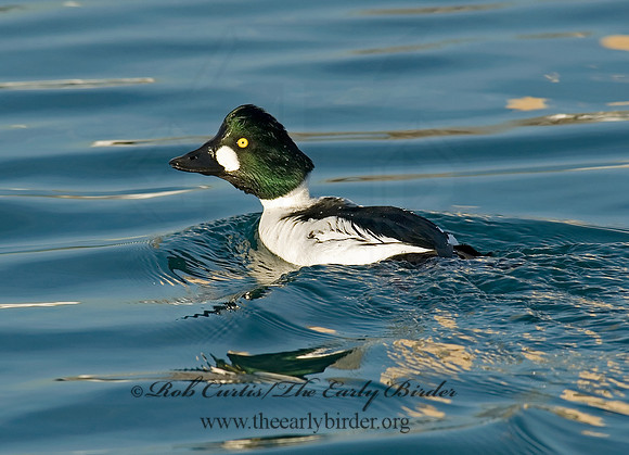 Bucephala clangula - COMMON GOLDENEYE 6019509