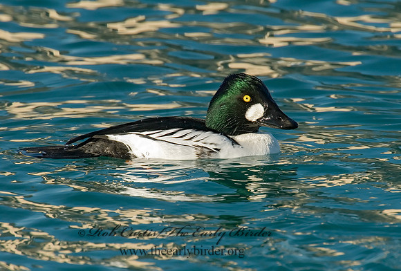 Bucephala clangula - COMMON GOLDENEYE 6019564