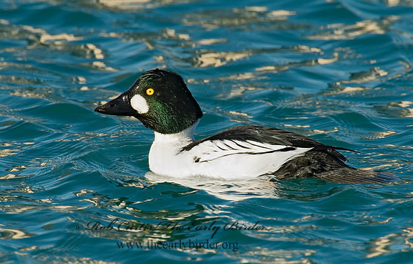 Bucephala clangula - COMMON GOLDENEYE 6019561