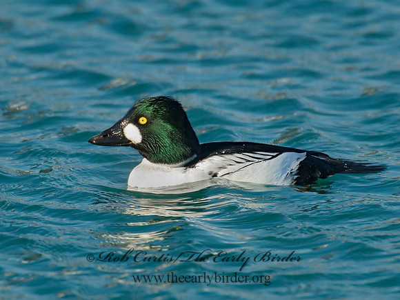Bucephala clangula - COMMON GOLDENEYE 6019565