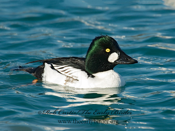 Bucephala clangula - COMMON GOLDENEYE 6019568