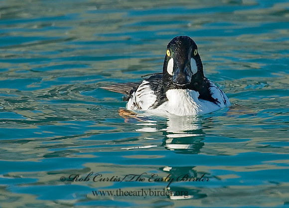 Bucephala clangula - COMMON GOLDENEYE 6019575