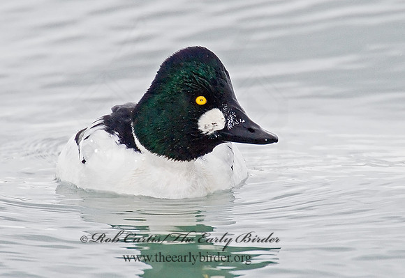 Bucephala clangula - COMMON GOLDENEYE 6028892