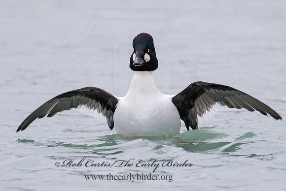 Bucephala clangula - COMMON GOLDENEYE 6028878