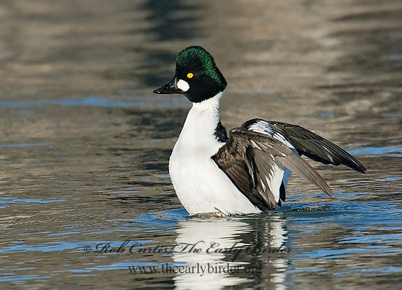 Bucephala clangula - COMMON GOLDENEYE 6029451