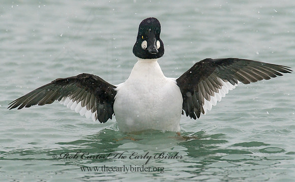 Bucephala clangula - COMMON GOLDENEYE 6028996