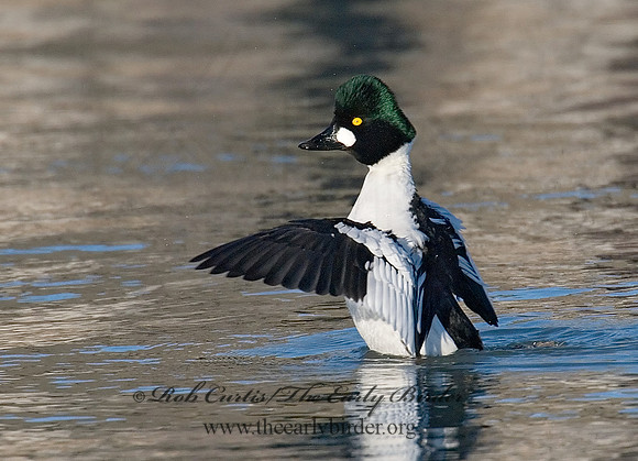 Bucephala clangula - COMMON GOLDENEYE 6029452