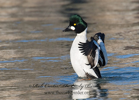 Bucephala clangula - COMMON GOLDENEYE 6029453