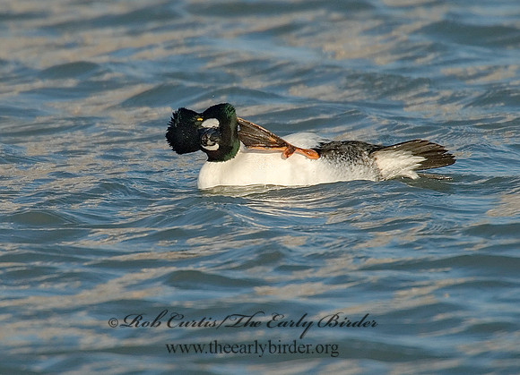 Bucephala clangula - COMMON GOLDENEYE 6029458